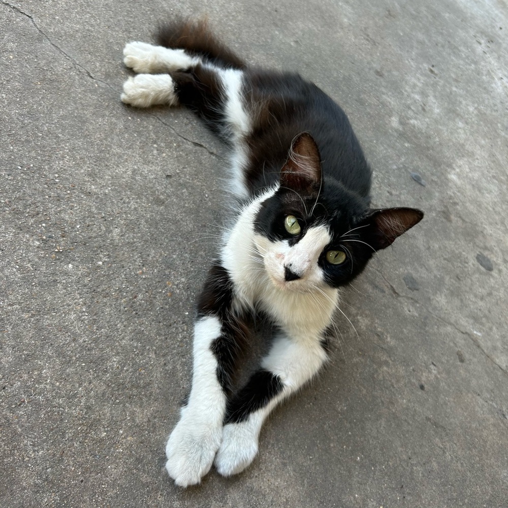 Meet your Posher, Sulliana